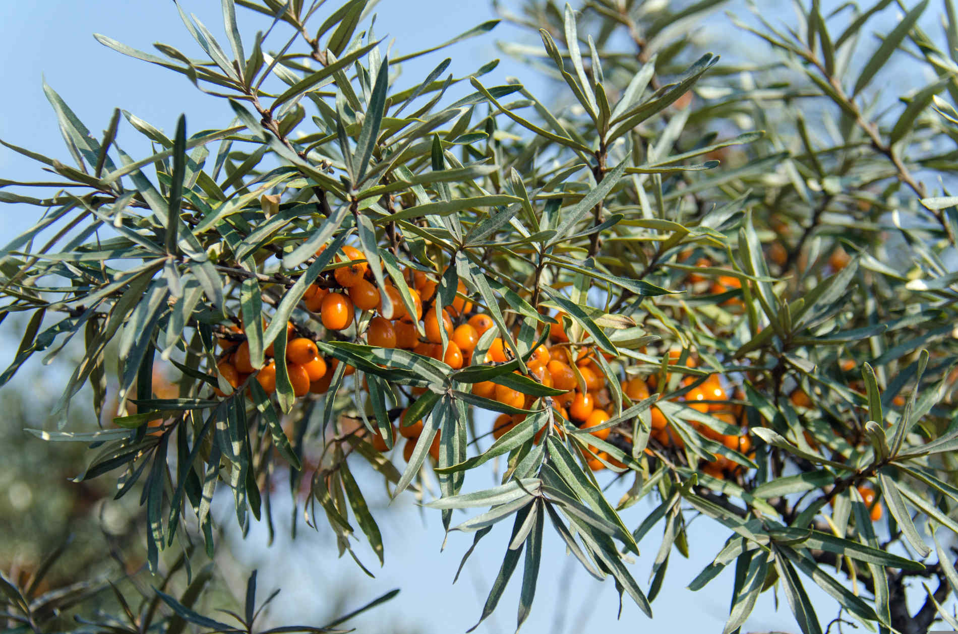 Sanddorn - Das goldene Wunder der Natur: Entdeckung, Verwendung und gesundheitliche Vorteile