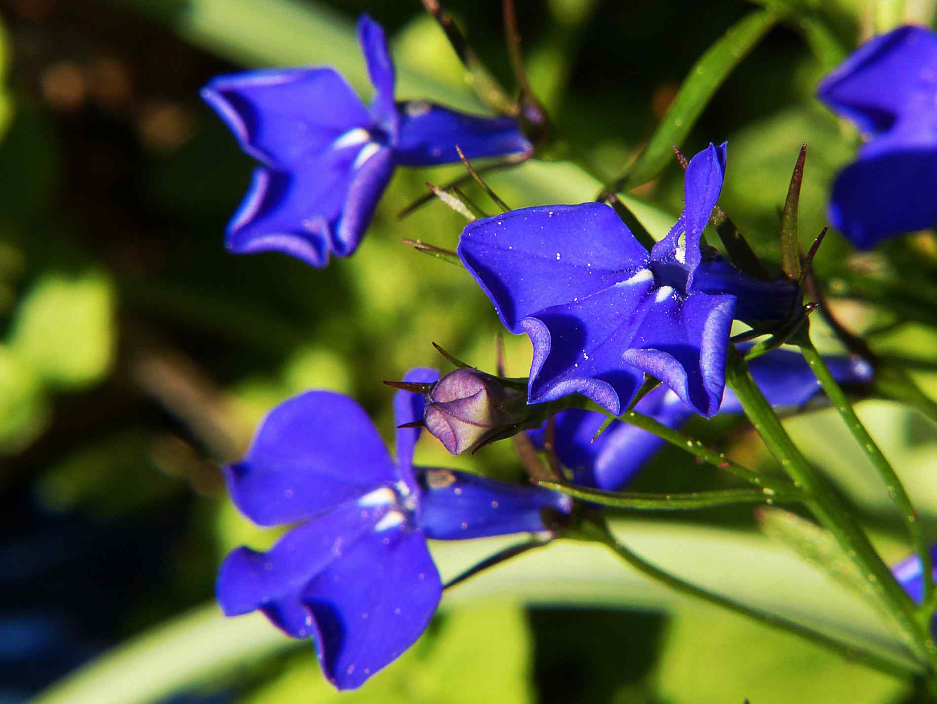 Lubelia: wszechstronny naturalny środek o imponujących efektach