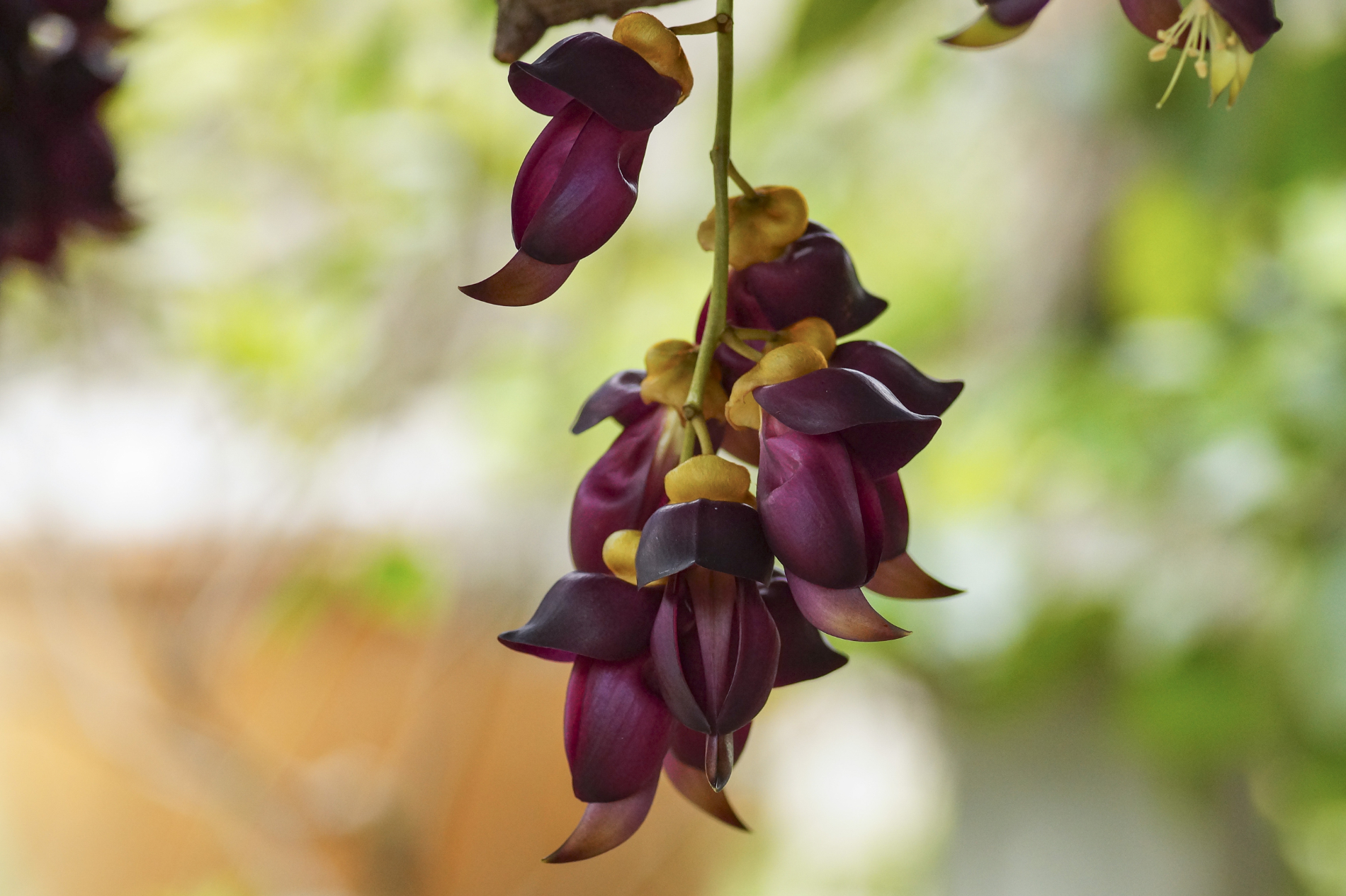 Mucuna pruriens: naturalna roślina lecznicza o imponujących właściwościach